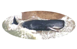 The Deaf Whale Society